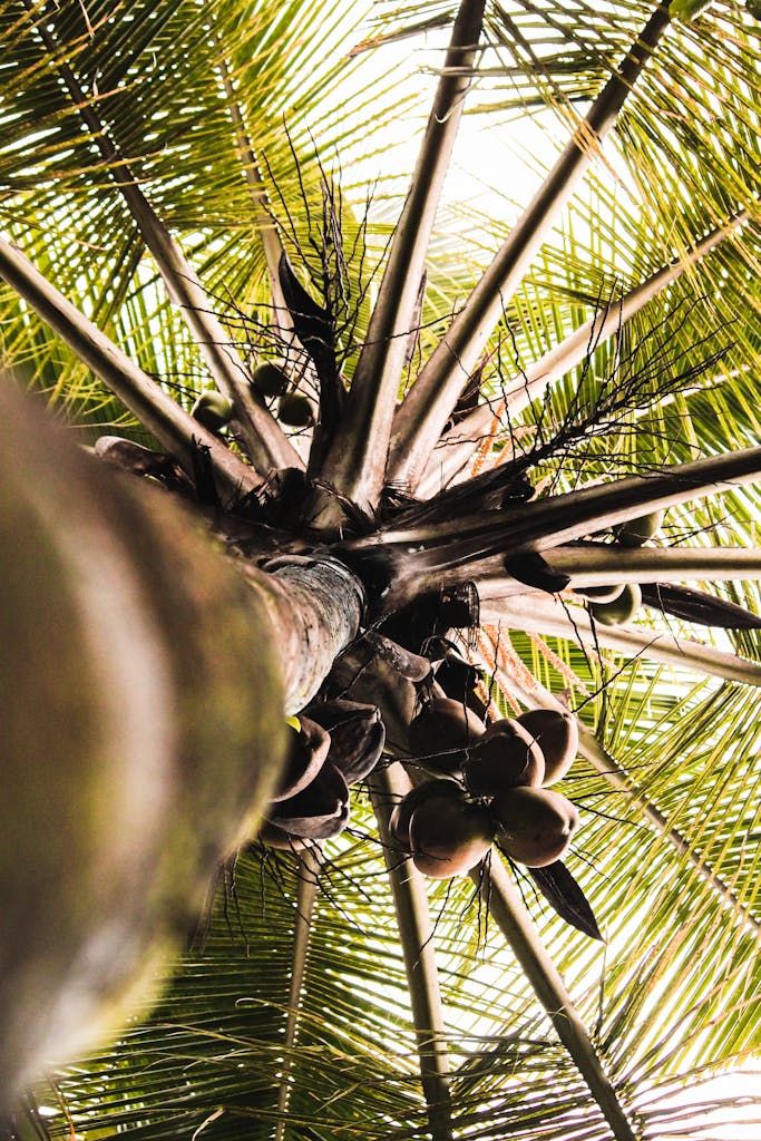 Worm's Eye View Photo Of Coconut Tree